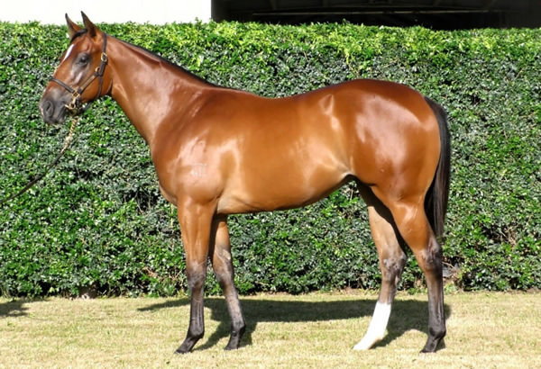A $420,000 Inglis Classic purchase, Angel Ladder is the highest priced yearling for her sire North Pacific. 