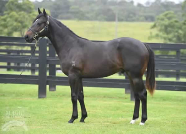 Bred and sold by Edinburgh Park is Anotherthinkcomin' as a yearling.