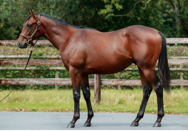 Aomori City was a 260,000 euro purchase from Arqana Deauville August Yearling Sale.