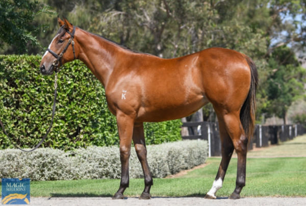 Apocalyptic was a $400,000 Magic Millions purchase.