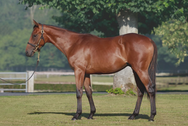 Arabian Crown was a 600,000 euro purchase in Deauville for Godolphin.