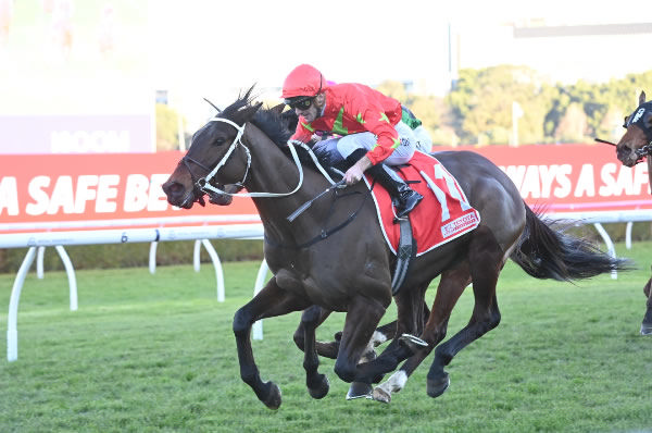 Aramco opens his Sydney account with a win at Randwick - image Steve Hart