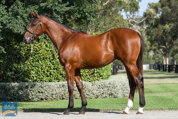 Arcora was a $225,000 Magic Millions purchase.