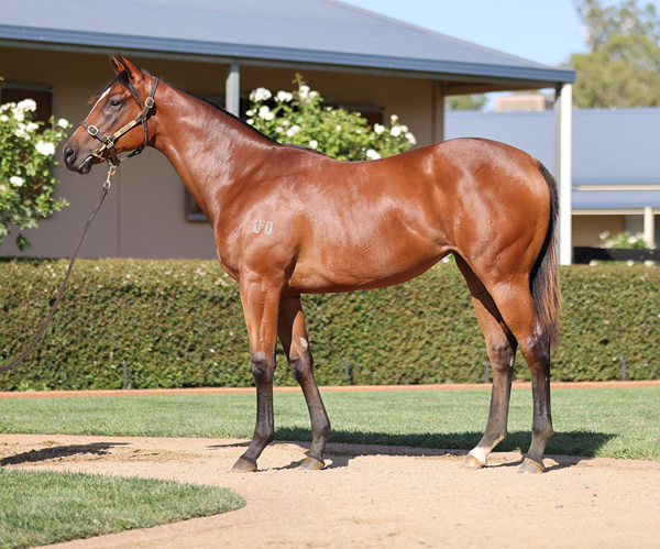 Knocked Down For $185,000, Arctic Glamour Was Consigned by Noorilim Park At Inglis Premier On Behalf Of Mill Park Stud