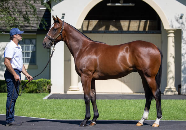 Lot 144, the Ardrossan colt out of Dolce Amore, was purchased by Waikato Bloodstock for $260,000.