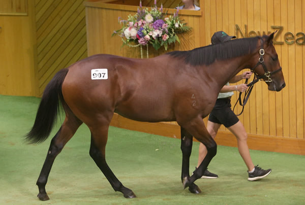 Lot 907, an Ardrossan colt, will join the stable of Johno Benner and Hollie Wynyard. Photo: Trish Dunell