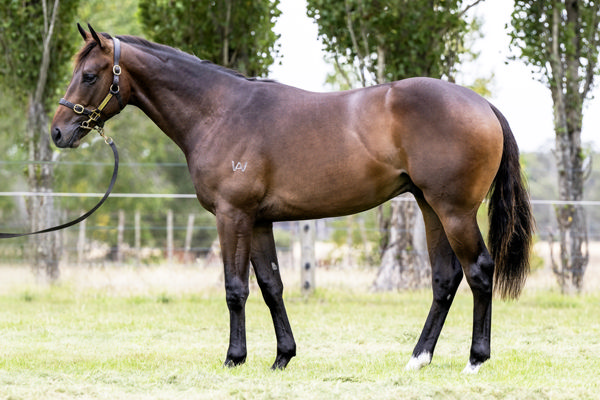 Aristopolos was a $60,000 Magic Millions Tasmania purchase.