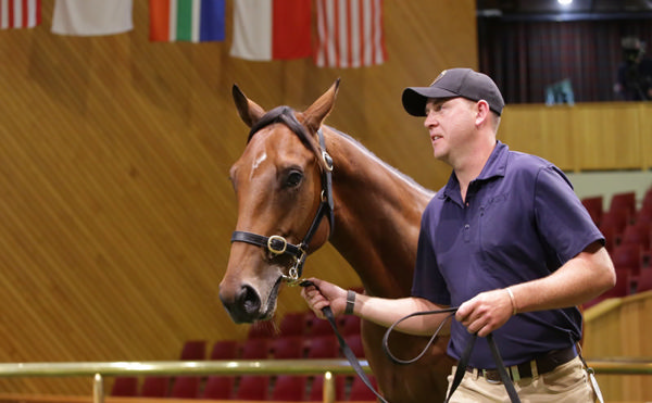 Lot 958 Armory – Hanako Colt led by vendor Stew McGregor. Photo: Trish Dunell