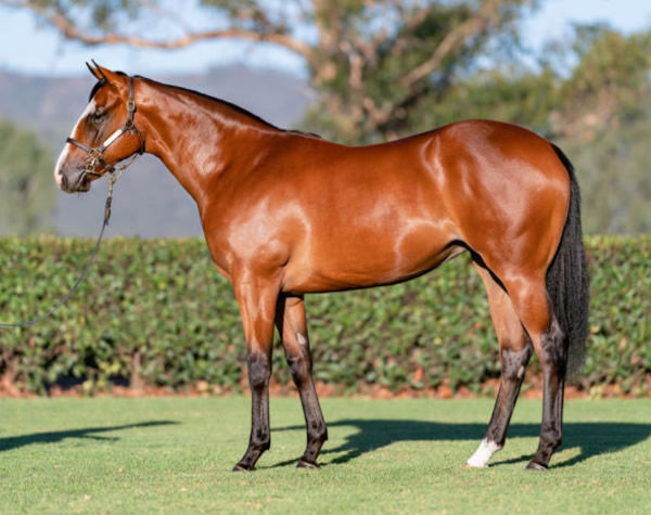 Art's Alive was a $350,000 Inglis Easter purchase from Sledmere Stud.