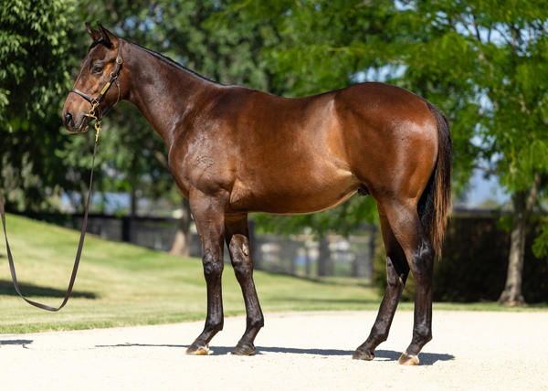 Artemex was a $120,000 Magic Millions purchase.