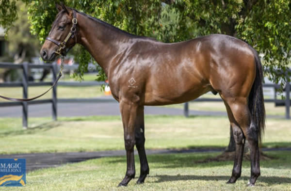Astapor a $35,000 Magic Millions yearling
