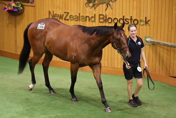 $800,000 All Too Hard gelding from Tuscany Lady - image Trish Dunell