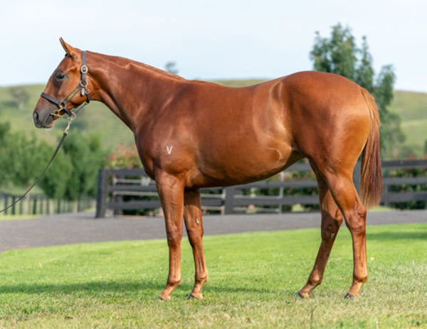 Athena Nyx was a $90,000 Inglis Classic purchase.