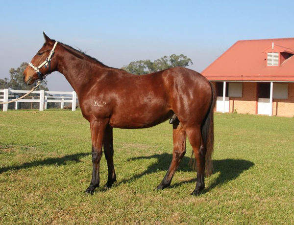 Atkinson was a $2,500 Inglis Digital purchase as a yearling