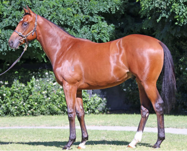 Attiriton was a $180,000 Inglis Premier purchase.