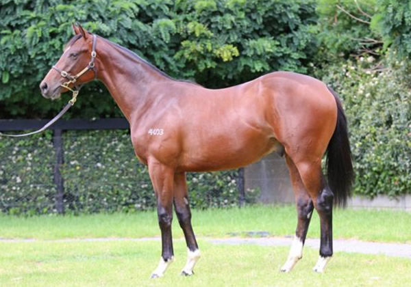 Attractable was a $290,000 Inglis Easter purchase from Mill Park.
