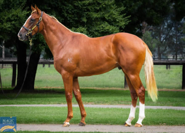 Automated was a $130,000 MM Adelaide purchase.