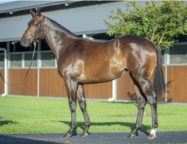 Autumn Ballet as a yearling.