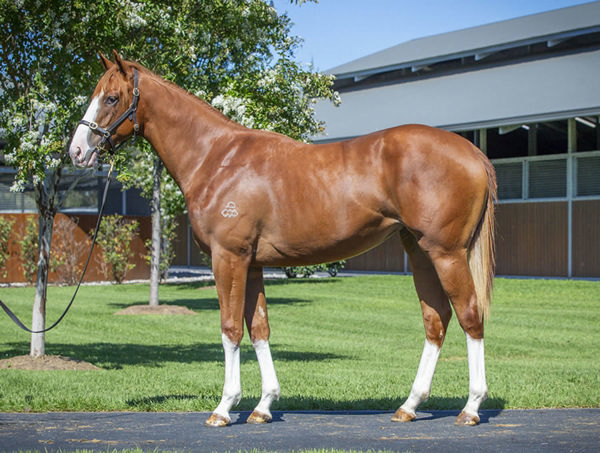 Autumn Blonde was an $80.000 Inglis Classic Yearling purchase. 