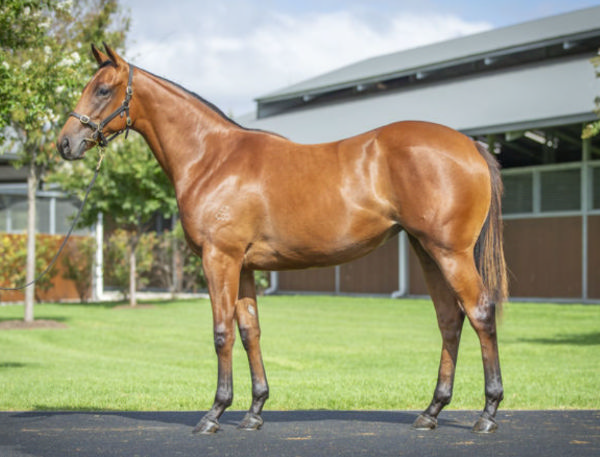 Autumn Dream was a $400,000 Inglis Easter purchase. 