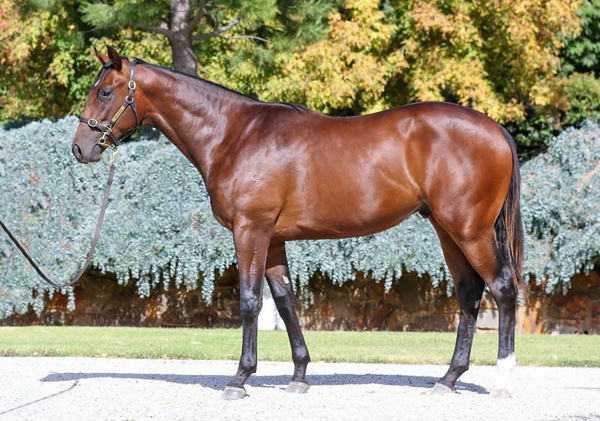 Autumn Mystery sold for just $15,000 at Inglis Premier.