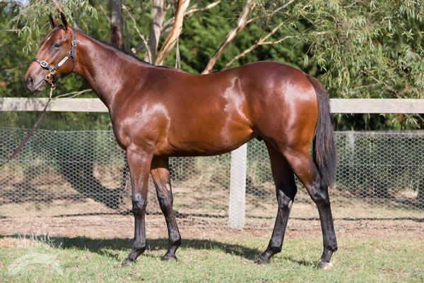 Axe a $340,000 Magic Millions yearling