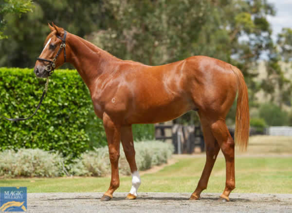 Axius was a $200,000 Magic Millions purchase from Coolmore.