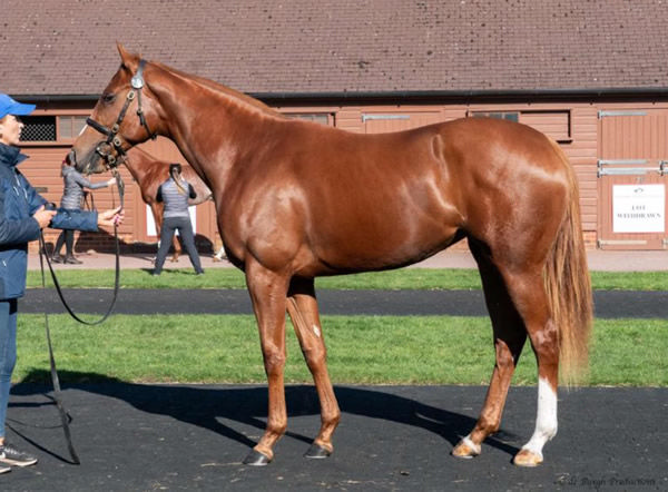 Aylin made 600,000 guineas and was the highest priced filly sold at Tattersalls October Yearling Sale Book 2.