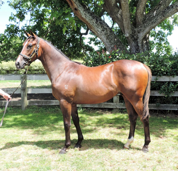 Ayrton failed to make his $40,000 reserve as a yearling - worth much more now