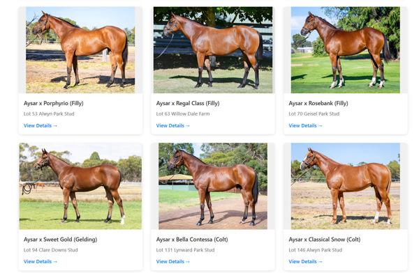 Click to see all Aysar Perth MM yearlings.