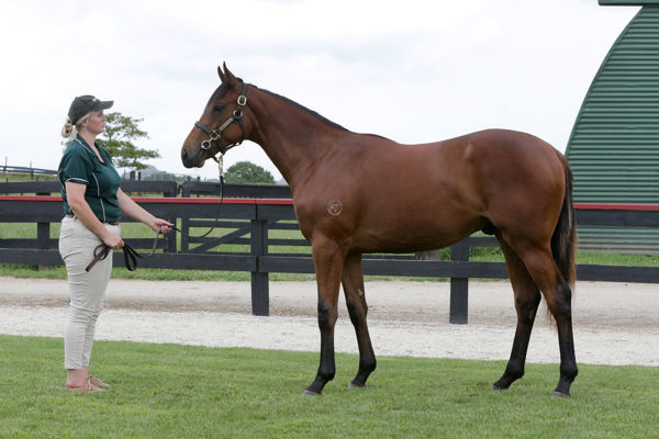 Azarax was a $190,000 K1 purchase at Karaka.