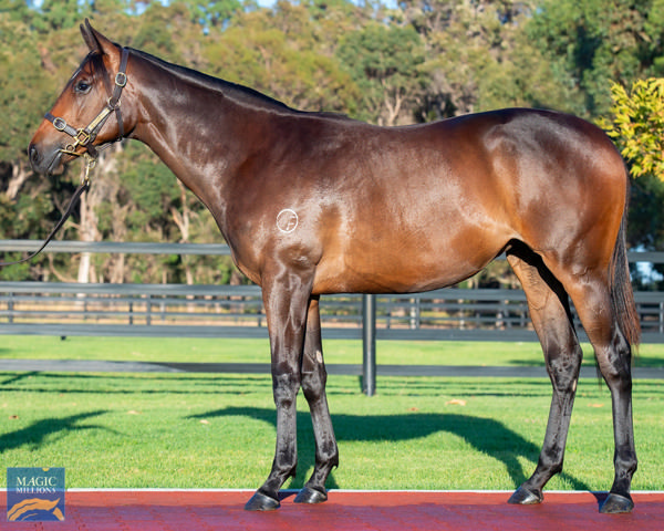 Azure Angel was a $210,000 MM Perth Yearling purchase.