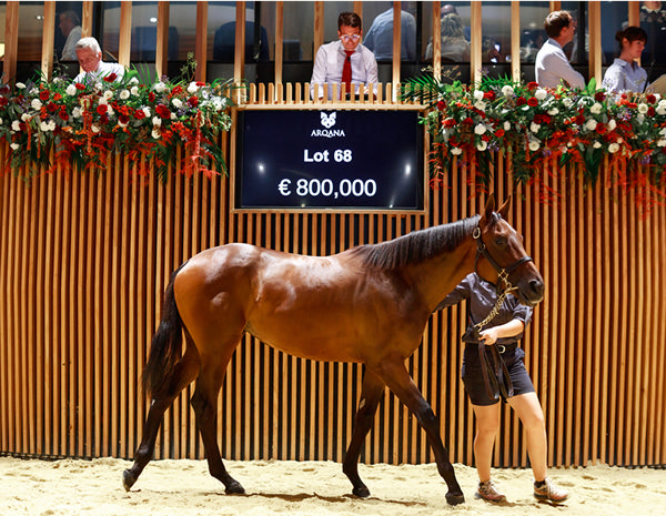 Image Zuzana Lupa - Arqana 