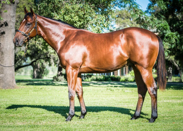 Backrower a $200,000 Easter yearling