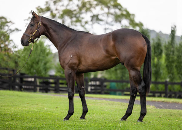 Banjora was a $400,000 Inglis Easter purchase.