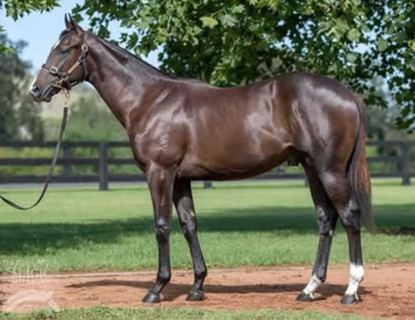 Barbaric was a $900,000 purchase from leading Hunter Valley nursery Segenhoe Stud.