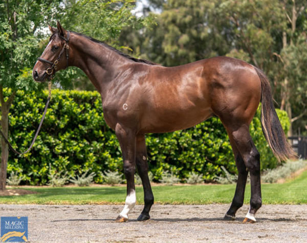 Baroque Road as a yearling.