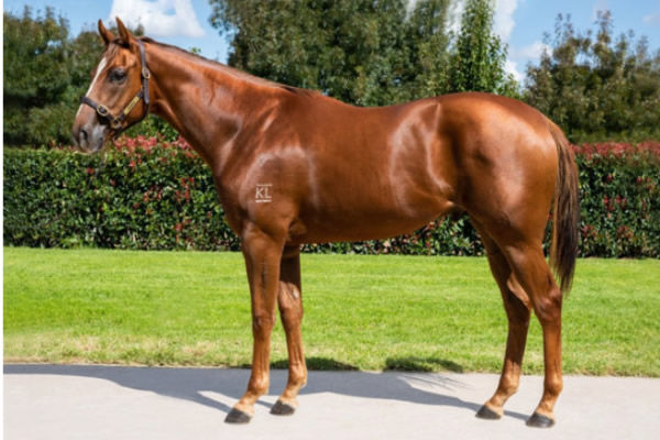 Basher was purchased for $10,000 at the Inglis HTBA Yearling Sale.