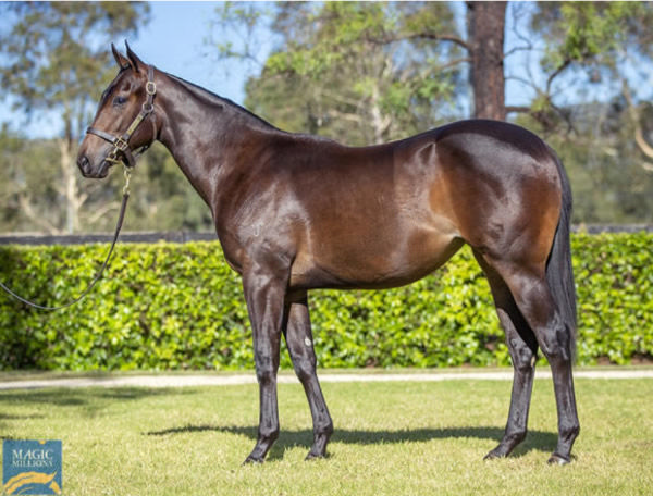 Bauhinia was a $300,000 Magic Millions purchase from Yarraman Park.