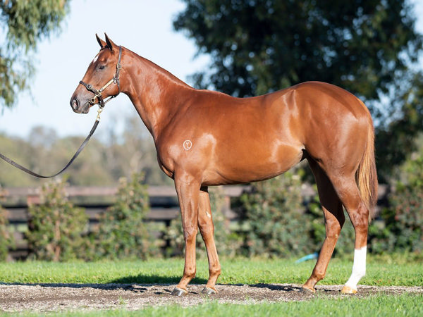 Beautiful Heart passed-in short of her $650,000 reserve at Easter Yearling Sale