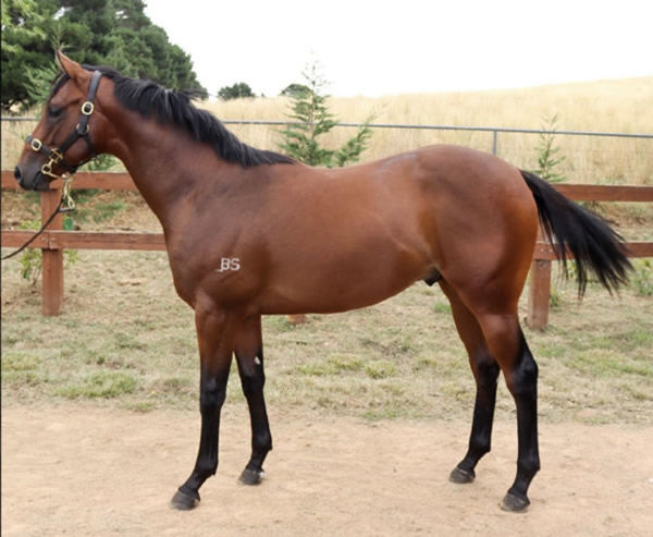 Beer Baron was passed in as a yearling at Inglis Classic.