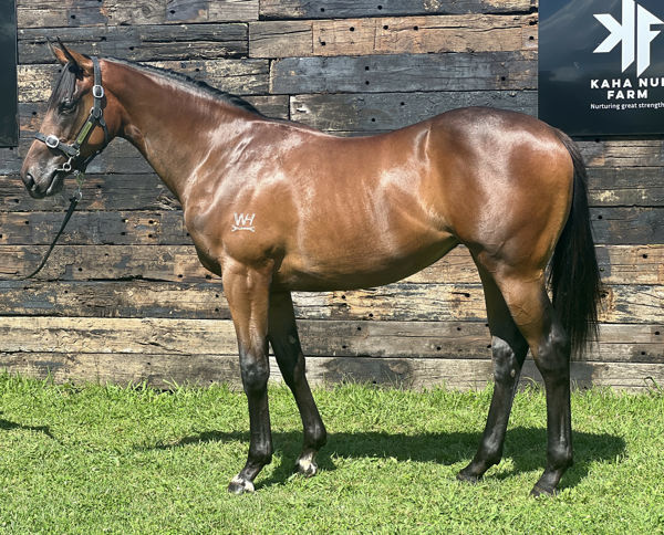 Belle du Monde was a $400,000 Karaka book 1 purchase.