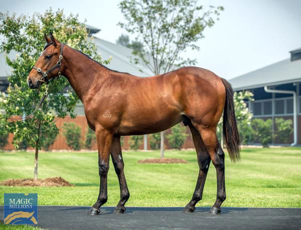 Bend The Knee a $300,000 Magic Millions yearling