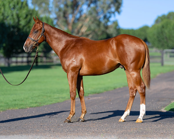 Benevac Was Secured For $140,000 From Segenhoe Stud's Magic Millions Draft