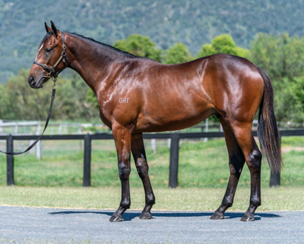 Bengal Boy was a $280,000 Inglis Classic purchase.