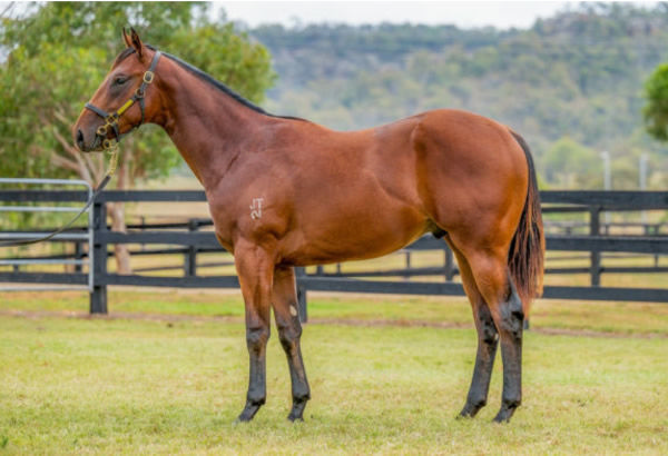 Benzou was a $90,000 Inglis Classic purchase.