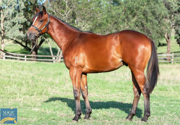 Berava was an $80,000 Magic Millions purchase from the Willow Park draft.