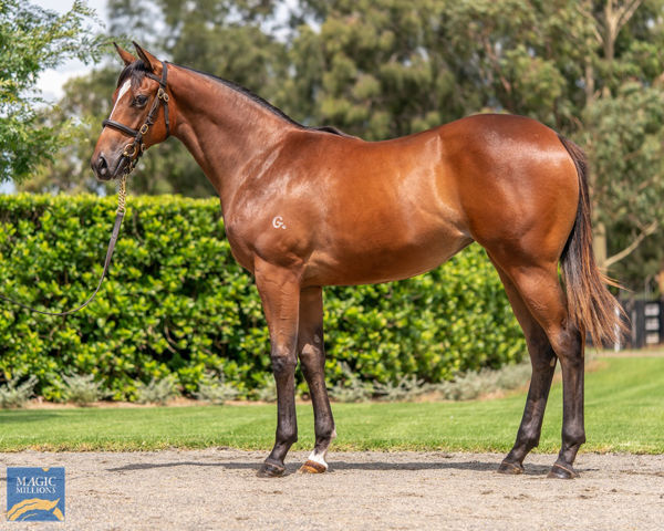 Berry Bubbly a $225,000 Magic Millions yearling