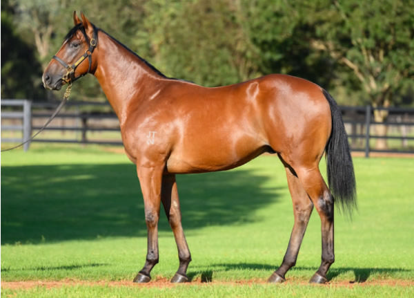 Beskar was a $600,000 Inglis Easter purchase from Widden Stud.