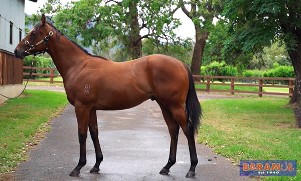 Best of Bordeaux was a Magic Millions yearling.